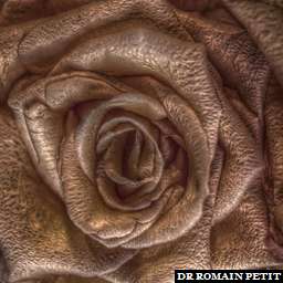 Illustration de la référence HDRI Maison - Bouquet de roses 2 