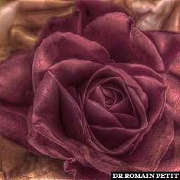 Illustration de la référence HDRI Maison - Bouquet de roses 5 