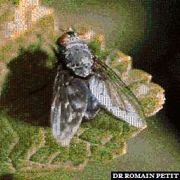 Illustration de la référence Photo-mosaïques 300520090906 - Dos d'insecte sur une feuille 