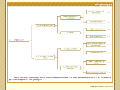 Pedigree d'un chien - Arbre généalogique du chien