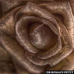 Illustration de la référence HDRI Maison - Bouquet de roses 1 