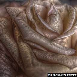 Illustration de la référence HDRI Maison - Bouquet de roses 3 