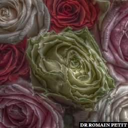 Illustration de la référence HDRI Maison - Bouquet de roses 6 