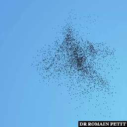 Illustration de la référence Vol d'étourneaux 