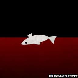 Illustration de la référence Poster ANGELS - Poisson mort 