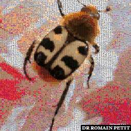 Illustration de la référence Photo-mosaïques 310520091254 - Dos d'insecte sur une fleur 