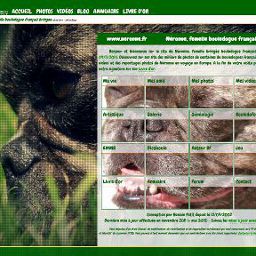 Illustration de la référence Néronne, femelle bouledogue français bringé 