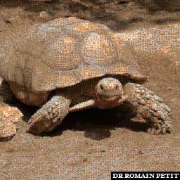 Illustration de la référence Photo-mosaïques 210820071341e - Tortue de Gonfaron 