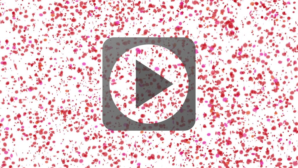 Animation